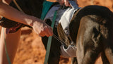 Swamp Cooler™ Dog Cooling Harness