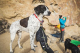 Knot-A-Collar Dog Collar