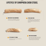 Canophera Natural Dog Chew Sticks made of coffee tree wood