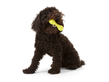 Hurley Dog Bone Chew Toy