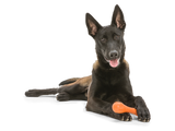 Hurley Dog Bone Chew Toy