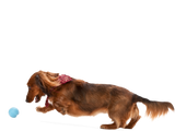 Jive Dog Ball