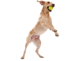 Jive Dog Ball