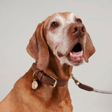 Leather Collar With Tag