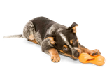 Qwizl Treat Toy
