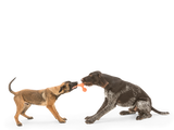 Skamp Dog Fetch Toy