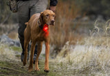 The Beacon™ Dog Safety Light
