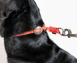 Leisure Rope Slip On Dog Collar