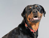 Leisure Rope Slip On Dog Collar