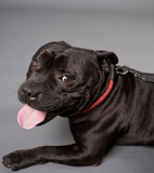 Metro Rope Dog Collar