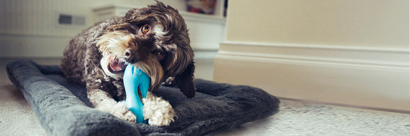 Chew vs. Play - Choose The Right Dog Toy