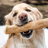 Canophera Natural Dog Chew Sticks made of coffee tree wood