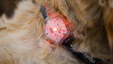 The Beacon™ Dog Safety Light